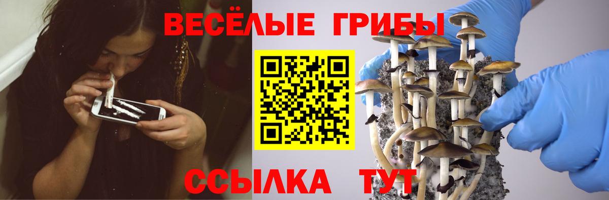 Каменка  Галлюциногенные грибы прущие грибы  Псилоцибиновые грибы мухоморы  Вход с VPN 