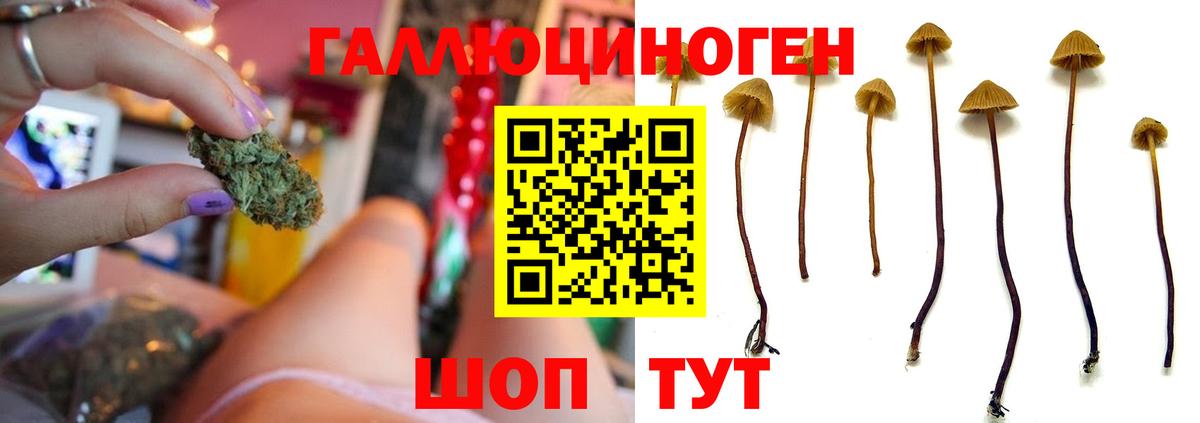 Псилоцибиновые грибы Psilocybine cubensis Каменка